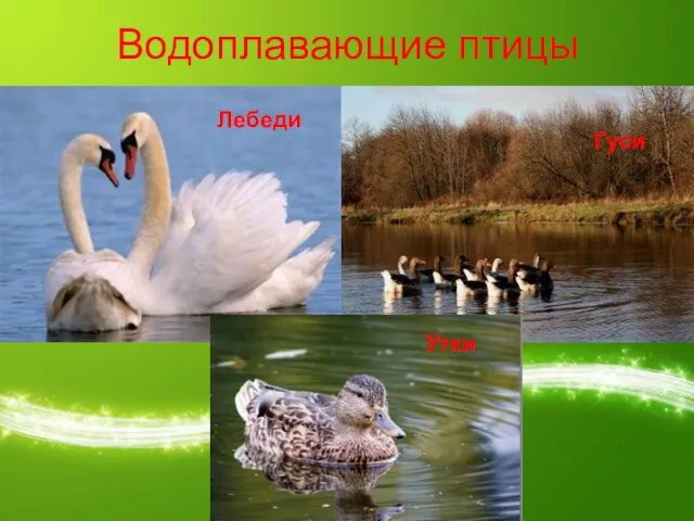 Водоплавающие птицы Лебеди Гуси Утки