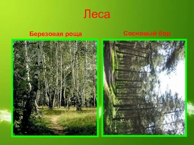 Леса Березовая роща Сосновый бор