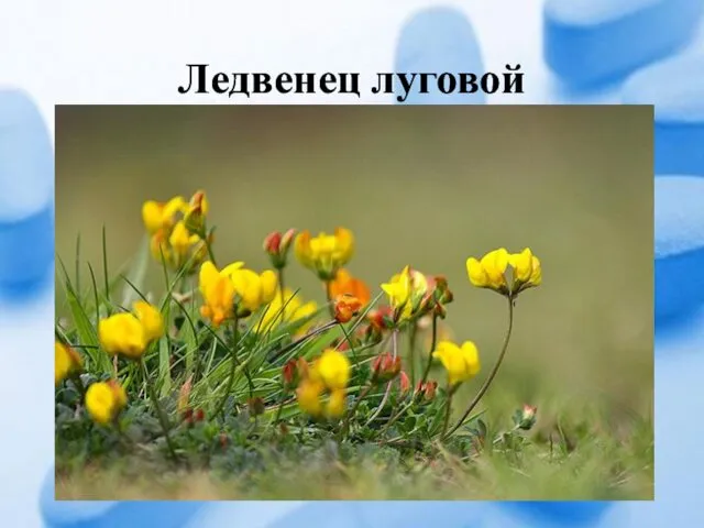 Ледвенец луговой