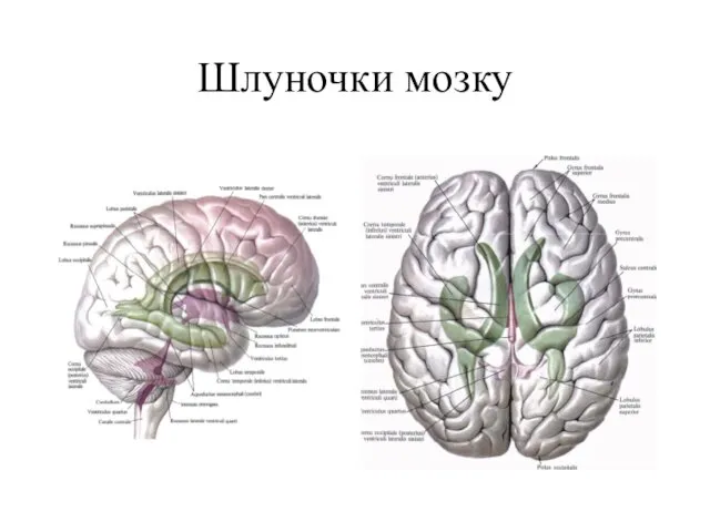Шлуночки мозку