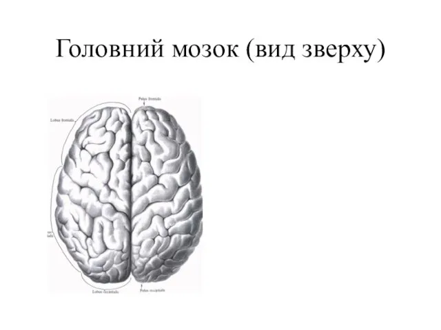 Головний мозок (вид зверху)