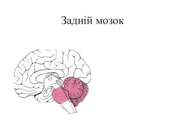 Задній мозок
