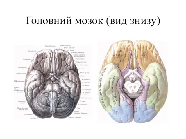 Головний мозок (вид знизу)