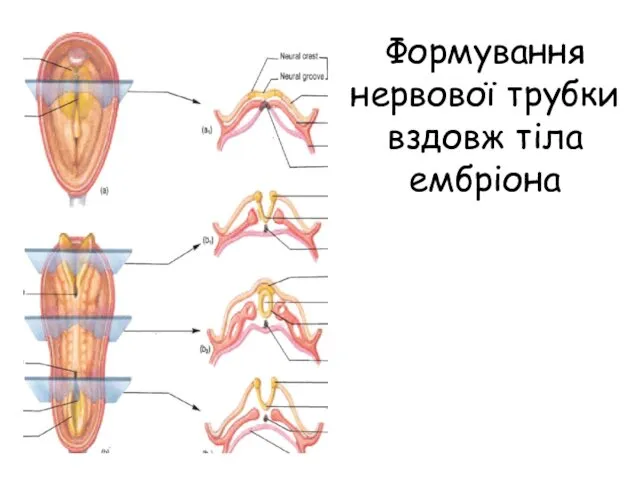 Формування нервової трубки вздовж тіла ембріона