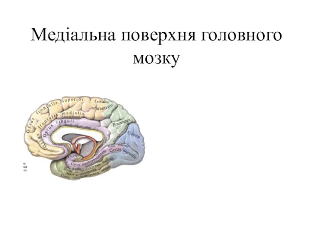 Медіальна поверхня головного мозку