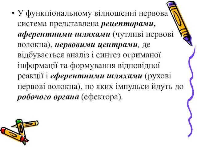 У функціональному відношенні нервова система представлена рецепторами, аферентними шляхами (чутливі