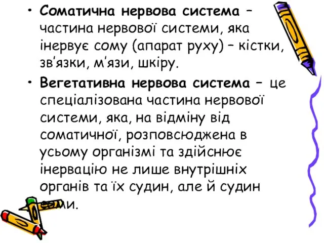 Соматична нервова система – частина нервової системи, яка інервує сому