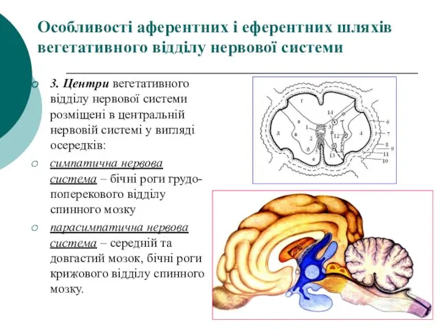 Особливості аферентних і еферентних шляхів вегетативного відділу нервової системи 3.