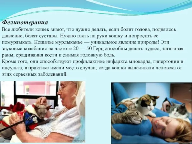 Фелинотерапия Все любители кошек знают, что нужно делать, если болит голова, поднялось давление,