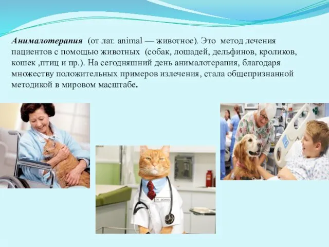 Анималотерапия (от лат. animal — животное). Это метод лечения пациентов с помощью животных