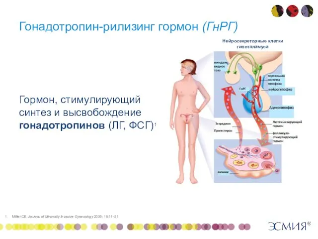 Гонадотропин-рилизинг гормон (ГнРГ) Гормон, стимулирующий синтез и высвобождение гонадотропинов (ЛГ,