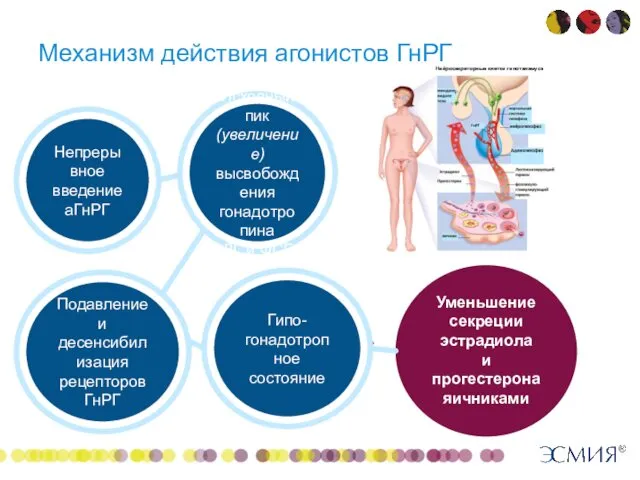 Механизм действия агонистов ГнРГ Уменьшение секреции эстрадиола и прогестерона яичниками