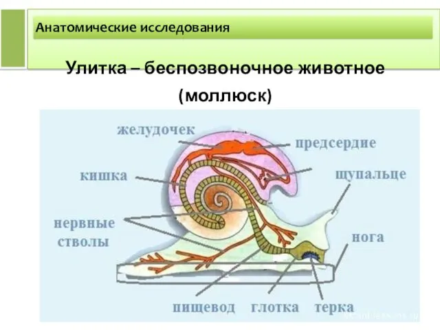 Анатомические исследования Улитка – беспозвоночное животное (моллюск)