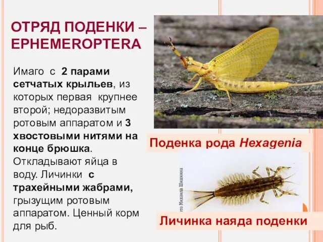 ОТРЯД ПОДЕНКИ – EPHEMEROPTERA Имаго с 2 парами сетчатых крыльев,