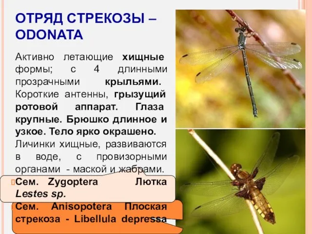 ОТРЯД СТРЕКОЗЫ – ODONATA Активно летающие хищные формы; с 4