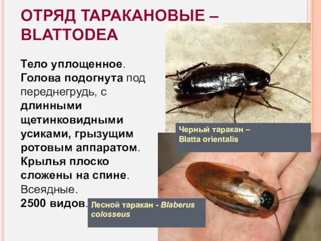 ОТРЯД ТАРАКАНОВЫЕ – BLATTODEA Тело уплощенное. Голова подогнута под переднегрудь,