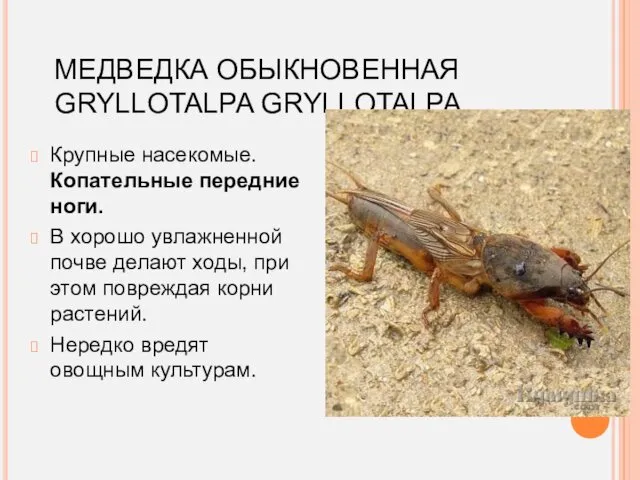 МЕДВЕДКА ОБЫКНОВЕННАЯ GRYLLOTALPA GRYLLOTALPA Крупные насекомые. Копательные передние ноги. В