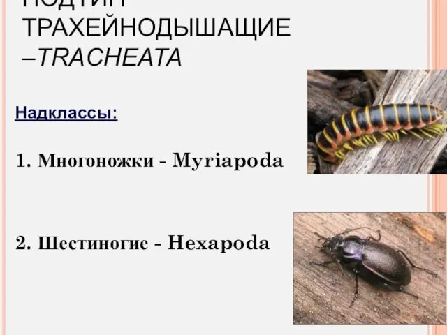 ПОДТИП ТРАХЕЙНОДЫШАЩИЕ –TRACHEATA Надклассы: 1. Многоножки - Myriapoda 2. Шестиногие - Hexapoda