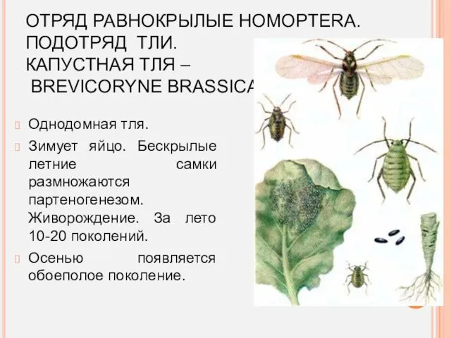 ОТРЯД РАВНОКРЫЛЫЕ HOMOPTERA. ПОДОТРЯД ТЛИ. КАПУСТНАЯ ТЛЯ – BREVICORYNE BRASSICAE