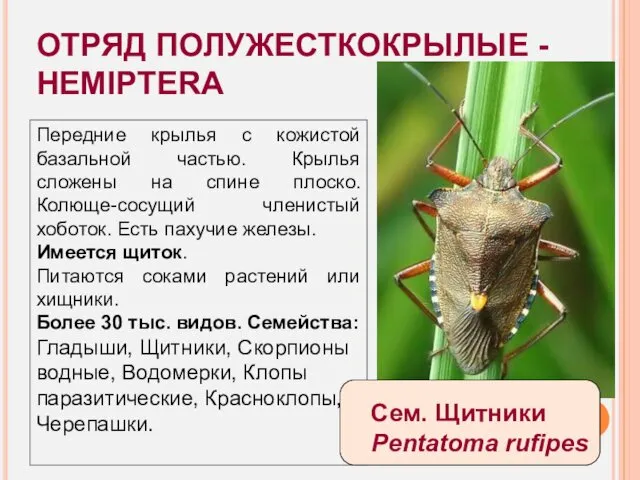 ОТРЯД ПОЛУЖЕСТКОКРЫЛЫЕ - HEMIPTERA Передние крылья с кожистой базальной частью.