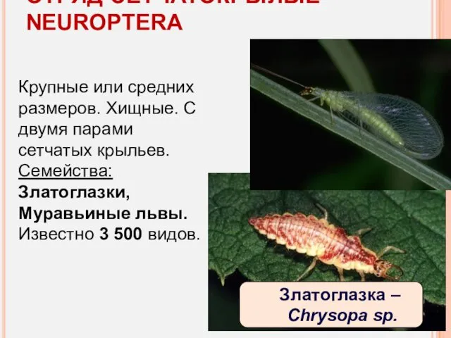 ОТРЯД СЕТЧАТОКРЫЛЫЕ - NEUROPTERA Крупные или средних размеров. Хищные. С