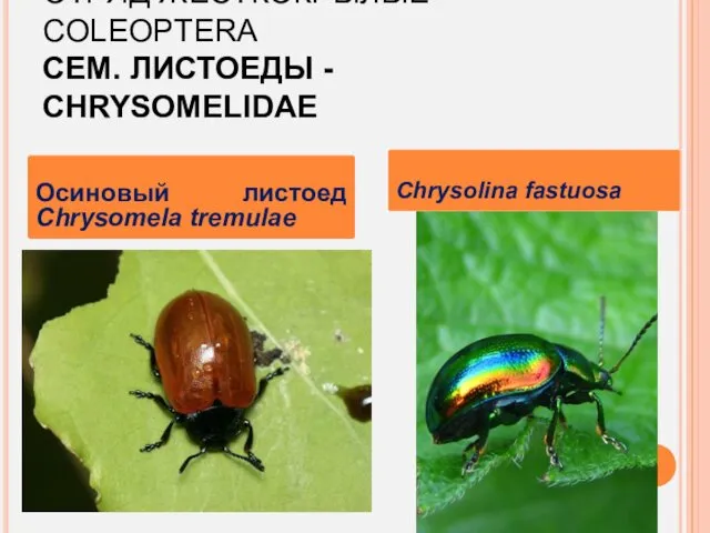 ОТРЯД ЖЕСТКОКРЫЛЫЕ – COLEOPTERA СЕМ. ЛИСТОЕДЫ - CHRYSOMELIDAE Осиновый листоед Chrysomela tremulae Chrysolina fastuosa