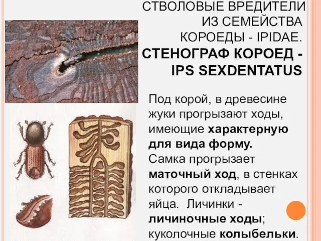 СТВОЛОВЫЕ ВРЕДИТЕЛИ ИЗ СЕМЕЙСТВА КОРОЕДЫ - IPIDAE. СТЕНОГРАФ КОРОЕД -