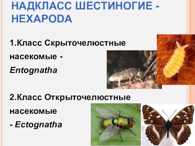НАДКЛАСС ШЕСТИНОГИЕ - HEXAPODA 1.Класс Скрыточелюстные насекомые - Entognatha 2.Класс Открыточелюстные насекомые - Ectognatha