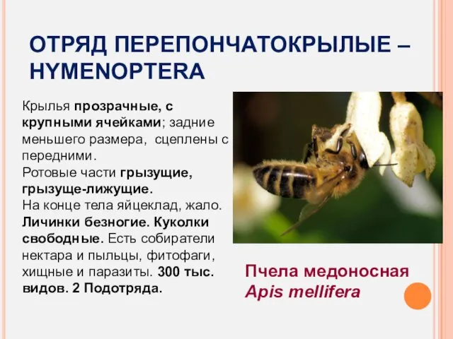 ОТРЯД ПЕРЕПОНЧАТОКРЫЛЫЕ – HYMENOPTERA Крылья прозрачные, с крупными ячейками; задние