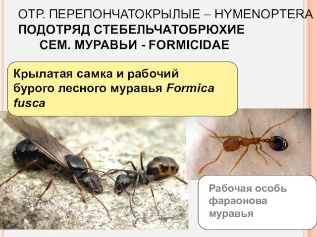 Крылатая самка и рабочий бурого лесного муравья Formica fusca ОТР.