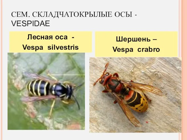 СЕМ. СКЛАДЧАТОКРЫЛЫЕ ОСЫ - VESPIDAE Лесная оса - Vespa silvestris Шершень – Vespa crabro