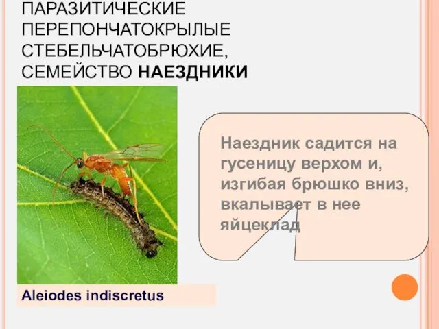 ПАРАЗИТИЧЕСКИЕ ПЕРЕПОНЧАТОКРЫЛЫЕ СТЕБЕЛЬЧАТОБРЮХИЕ, СЕМЕЙСТВО НАЕЗДНИКИ Aleiodes indiscretus Наездник садится на