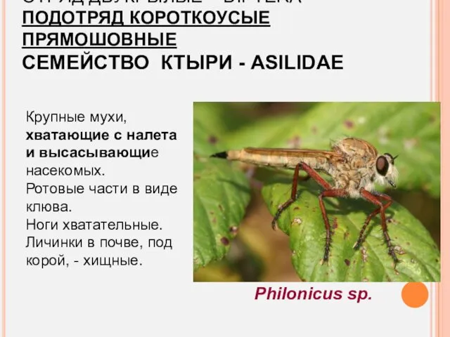 ОТРЯД ДВУКРЫЛЫЕ – DIPTERA ПОДОТРЯД КОРОТКОУСЫЕ ПРЯМОШОВНЫЕ СЕМЕЙСТВО КТЫРИ -