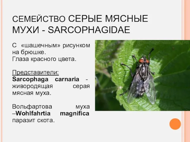 СЕМЕЙСТВО СЕРЫЕ МЯСНЫЕ МУХИ - SARCOPHAGIDAE С «шашечным» рисунком на