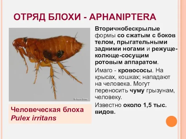 ОТРЯД БЛОХИ - APHANIPTERA Вторичнобескрылые формы со сжатым с боков