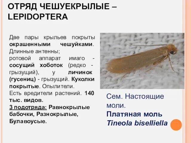 ОТРЯД ЧЕШУЕКРЫЛЫЕ – LEPIDOPTERA Две пары крыльев покрыты окрашенными чешуйками.