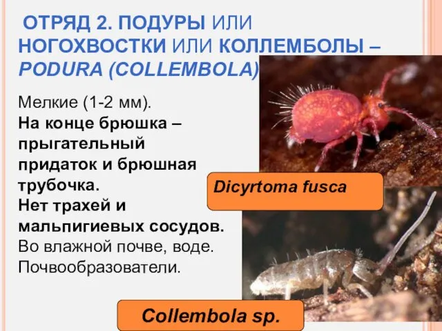 ОТРЯД 2. ПОДУРЫ ИЛИ НОГОХВОСТКИ ИЛИ КОЛЛЕМБОЛЫ – PODURA (COLLEMBOLA)