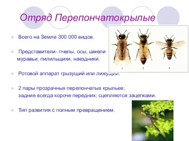 Отряд Перепончатокрылые Всего на Земле 300 000 видов. Представители- пчелы, осы, шмели муравьи,