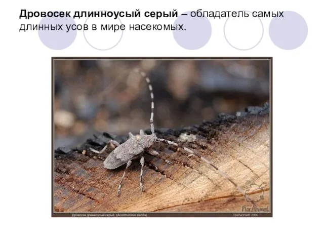 Дровосек длинноусый серый – обладатель самых длинных усов в мире насекомых.