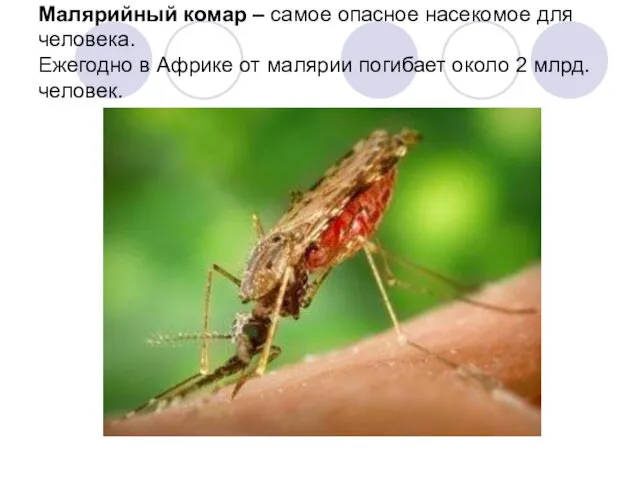 Малярийный комар – самое опасное насекомое для человека. Ежегодно в Африке от малярии
