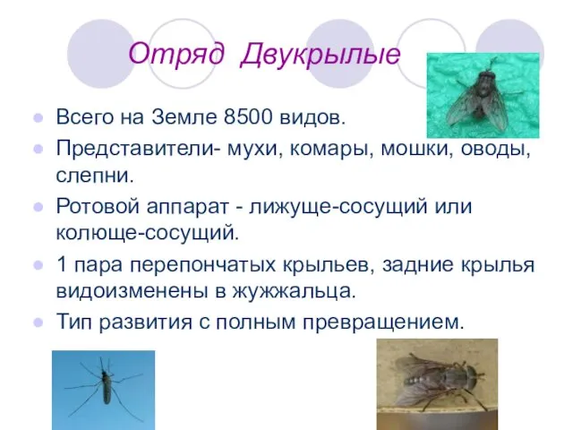Отряд Двукрылые Всего на Земле 8500 видов. Представители- мухи, комары, мошки, оводы, слепни.