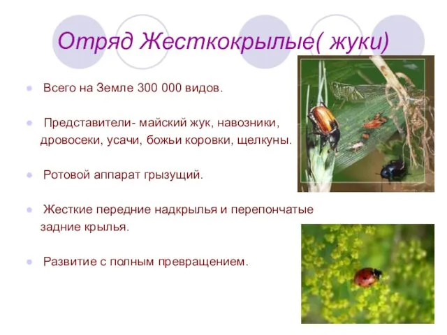 Отряд Жесткокрылые( жуки) Всего на Земле 300 000 видов. Представители- майский жук, навозники,