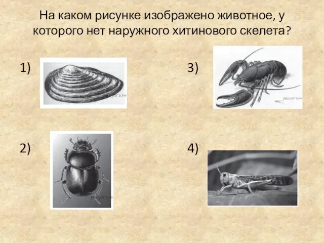 На каком рисунке изображено животное, у которого нет наружного хитинового скелета? 1) 3) 2) 4)