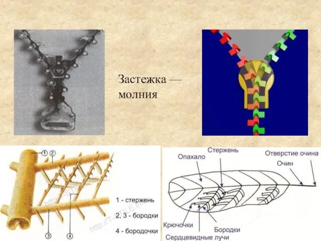 Застежка — молния