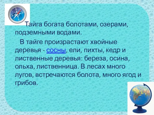 Тайга богата болотами, озерами, подземными водами. В тайге произрастают хвойные