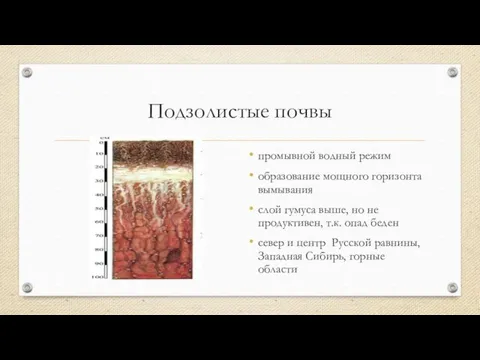 Подзолистые почвы промывной водный режим образование мощного горизонта вымывания слой