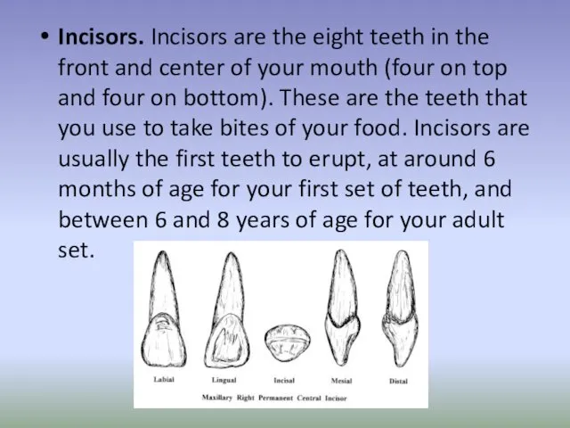 Incisors. Incisors are the eight teeth in the front and