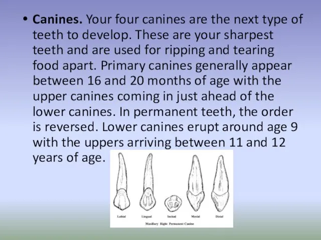 Canines. Your four canines are the next type of teeth