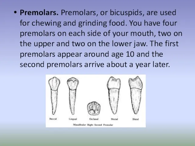 Premolars. Premolars, or bicuspids, are used for chewing and grinding