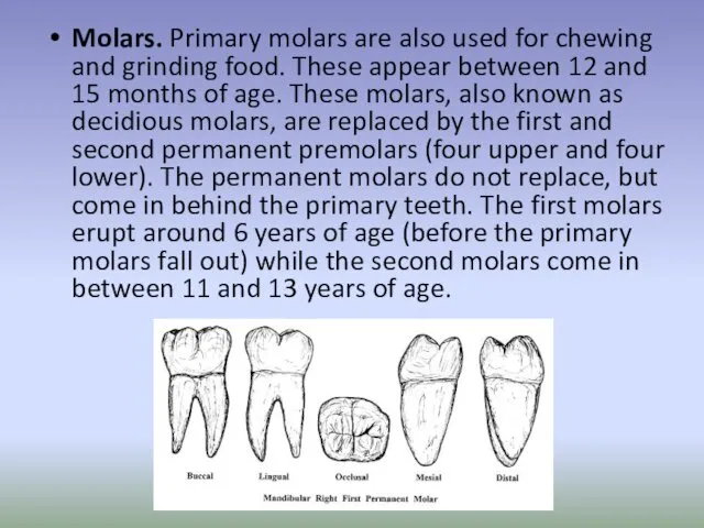Molars. Primary molars are also used for chewing and grinding
